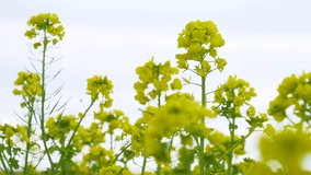 Shooting a field of canola blossoms swaying in the wind.
4K 120fps edited to 30fps.