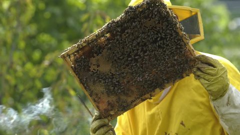 Sequences of a beekeeper working with honeycomb; HD Photo JPEG Stock Video