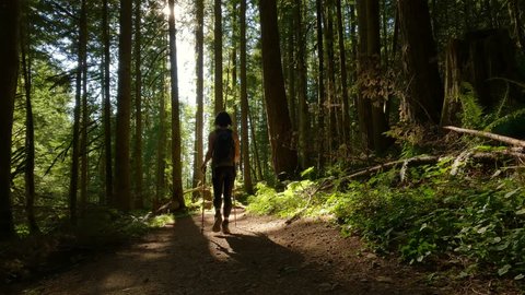 Woman Hiking in Canadian Rainforest with Fall Colors during sunny sunset. Elk Mountain, Chilliwack, East of Vancouver, British Columbia, Canada. Nature Background.の動画素材