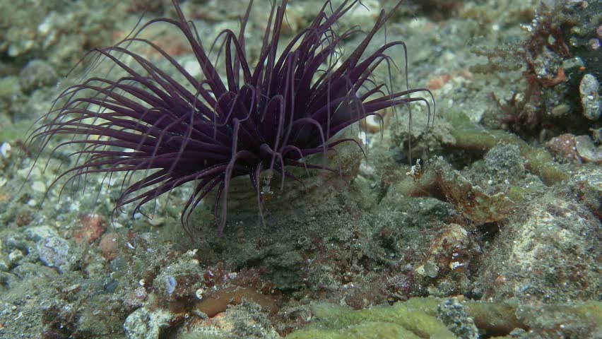 Tube Anemone grows on a rocky seabed and is home to Squat shrimp.