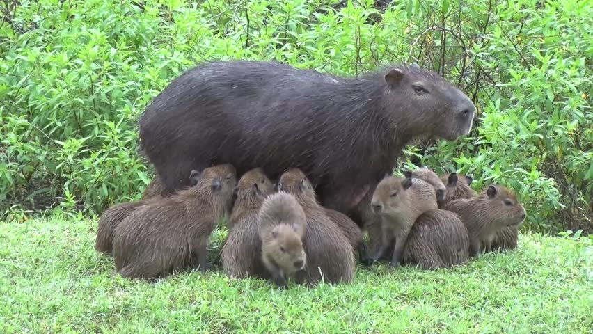 Lesser Capybara female suckle babies by the swamp Royalty-Free Stock Footage #1098058483