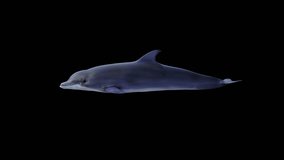 Dolphin Swimming Side View, Animation.3840×2160.07 Second Long.Transparent Alpha video.LOOP.
