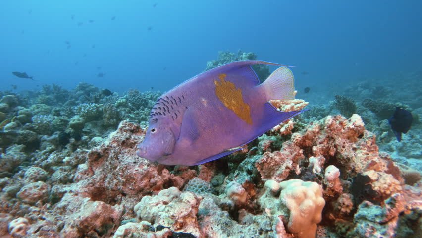 Yellowbar angelfish swimming underwater, closeup tracking shot. Exotic tropical fish close view through clear blue water, marine ecosystem, ocean wild life exploring | Shutterstock HD Video #1098060611