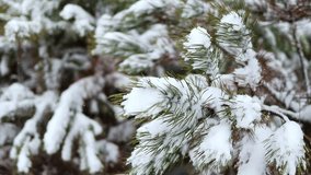 Beautiful green branches of Christmas fresh pine trees covered with fresh fluffy white snow. Fabulous winter forest landscape. Christmas tree. The atmosphere of Christmas and New Year.4K video footage