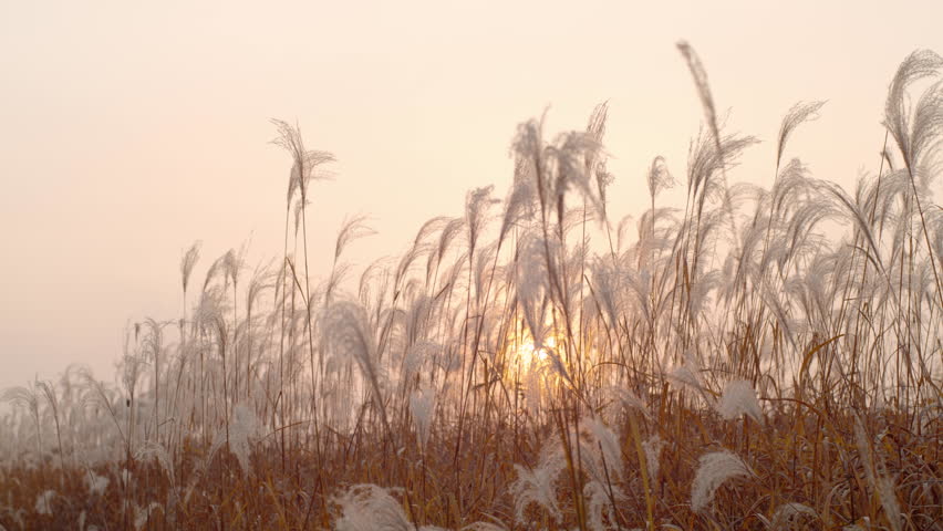 Silver grass field shaking under the sunset, 1000 fps high-speed shooting Royalty-Free Stock Footage #1098062519