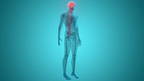 Central Organ of Human Nervous System Brain Anatomy Animation Concept. 3D