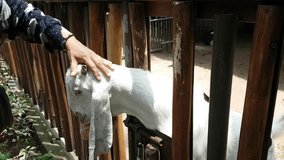 a woman's hand is stroking the head of a tame goat in her stable.