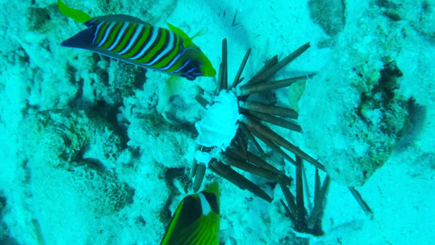 Vertical video, close-up of couple Butterflyfish and Angelfish eating Brown Pencil Urchin. Diagonal Butterflyfish (Chaetodon fasciatus), Royal Angelfish (Pygoplites diacanthus), Sllow motion
