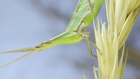 Vertical video, Close up portrait of Giant green slant-face grasshopper Acrida washes sitting on spikelet on grass and blue sky background.