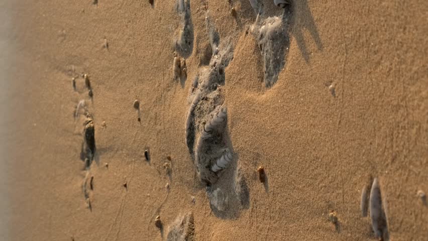 VERTICAL VIDEO, Close-up of the fossilized tridacna clam shell on a coral-sandy beach in the surf zone. Slow motion, Red Sea, Egypt