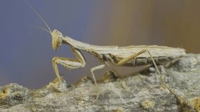 Vertical video, close-up of female praying mantis sits on tree branch masquerading against its background turns holo and looks back at the camera. Crimean praying mantis (Ameles heldreichi)