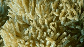 Vertical video, close-up of corals in the sun rays. Coral polyps on a sunny day. Slow motion