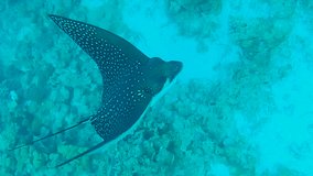 VERTICAL VIDEO, Close-up of Eagle Ray swym in the Ocean. Top view, Slow motion