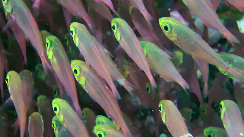 Fish in huge aggregations of Pigmy sweeper (Parapriacanthus ransonneti) form a continuous Brownian motion, close-up. Royalty-Free Stock Footage #1098076223