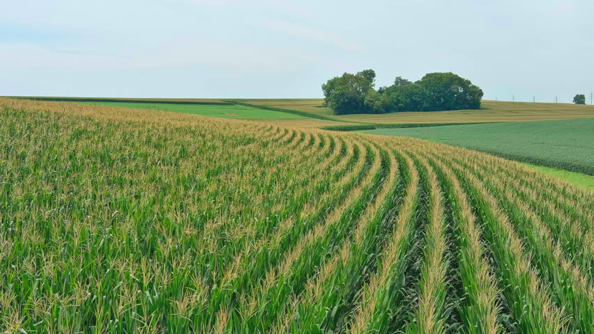 Flying Low Over Crops in Large Field with Rolling Hills. Aerial of corn fields and soybean crops.