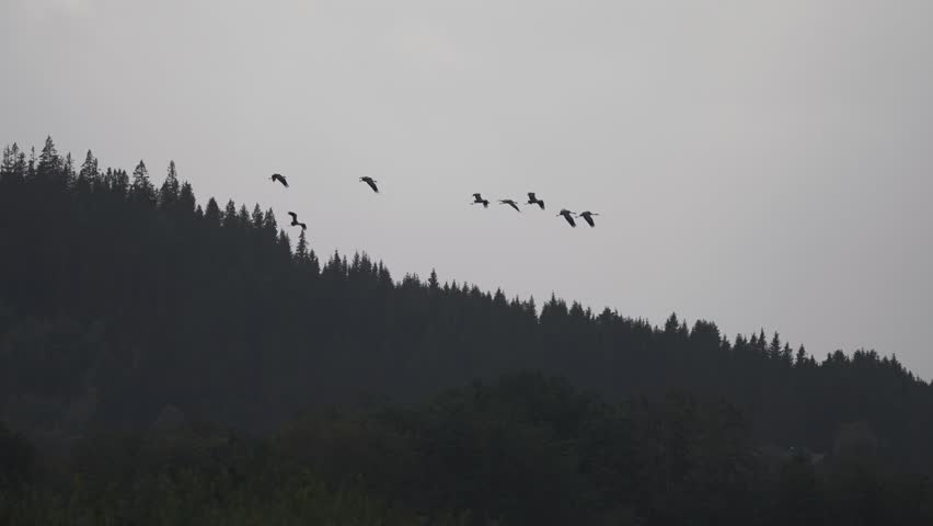 A flock of wild geese 