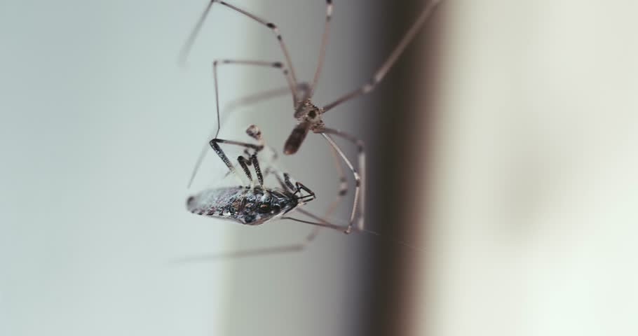 Spider closeup wrapping it