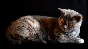 Cat on black background close-up, Scottish Fold portrait. Domestic animal. Grey kitten.