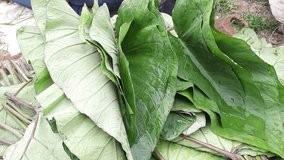 Poti k Paan (Arohi k Patte ) Alu Vadi or Steamed Colocasia Leaves