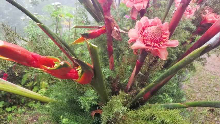 Close-up exotic Tropical flowers strelitzia or bird from paradise in middle of garden