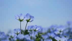 4K slow motion video of two small blue flowers 