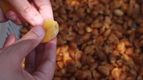 Dried apricot production video. Removing the kernels of apricot. Dried fruits of Turkey.