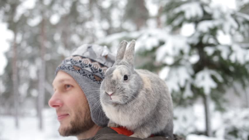 Close portrait of a man with a rabbit. A gray fluffy bunny sits on shoulder of his owner in winter snowy forest. Travel with pet.  Royalty-Free Stock Footage #1098101669