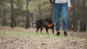Unrecognizable woman walking an american staffordshire and french bulldog mixed breed dog at a pine forest.