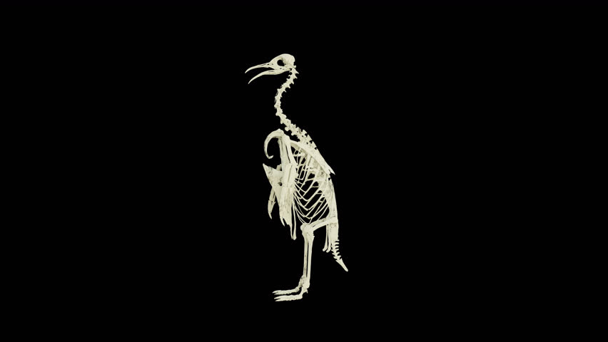 Penguin Bone, Animation.3840×2160.11 Second Long.Transparent Alpha video. Royalty-Free Stock Footage #1098112383