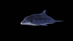 Dolphin Swimming Front View, Animation.3840×2160.07 Second Long.Transparent Alpha video.LOOP.