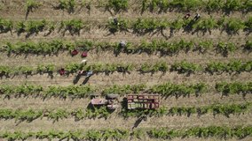 Drone view video of a tractor in a vineyard field and some people working