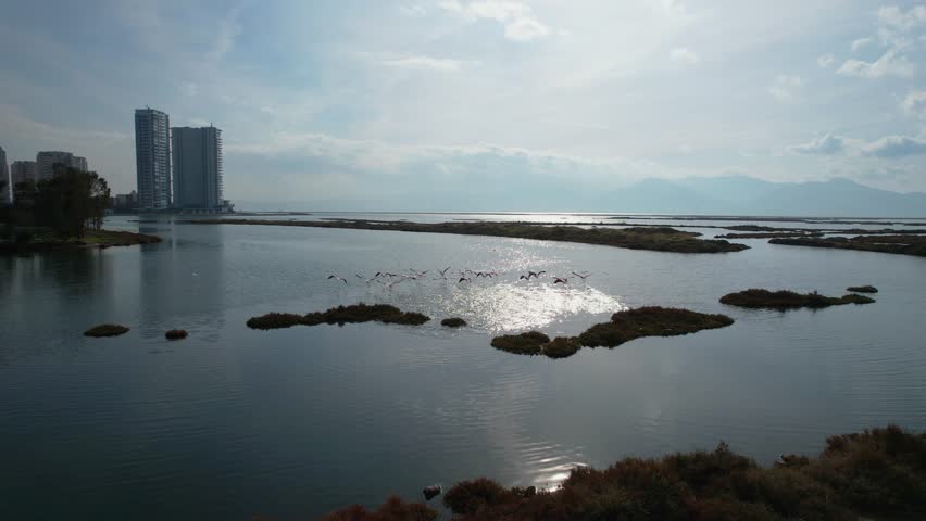 Aerial view of flock of flamingos flying over the sea at sunset