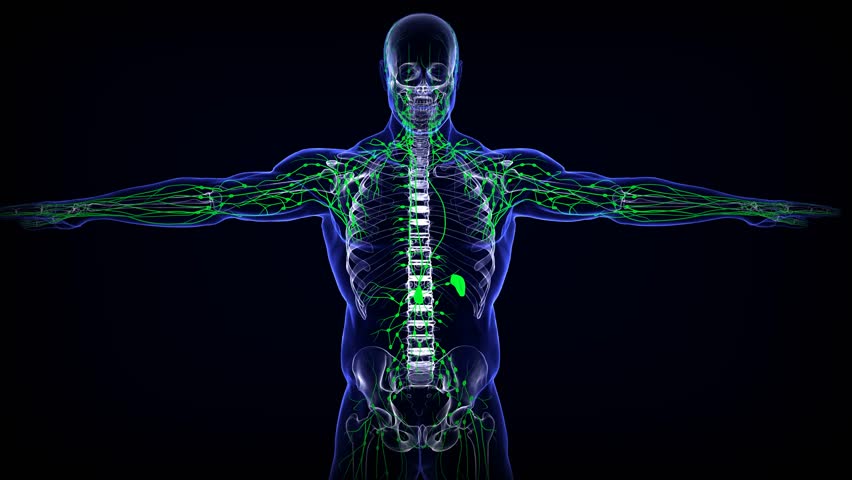 2,038 Lymphatic System Stock Video Footage - 4K and HD Video Clips ...