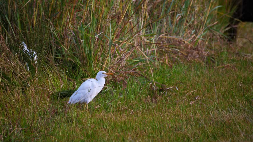 African cattle egrets standing and wandering in grass 