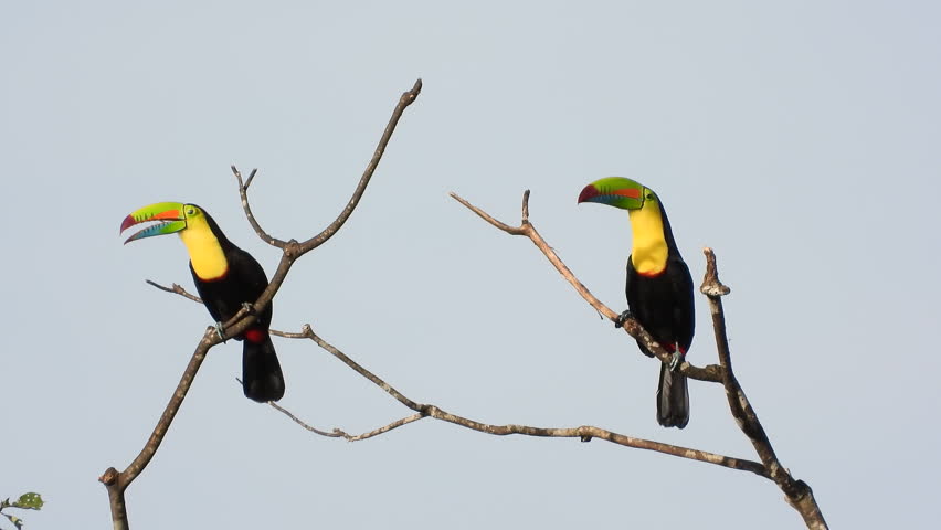 Two keel billed toucans sitting on naked tree branch. 
