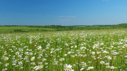 Sunset over a summer flowering meadow with chamomile flowers and herbs with a beautiful sky. Amazing natural view. Slow motion.: film stockowy