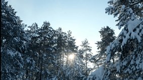 Walkway in a snowy after a snow storm in a frosty forest. Video 4k