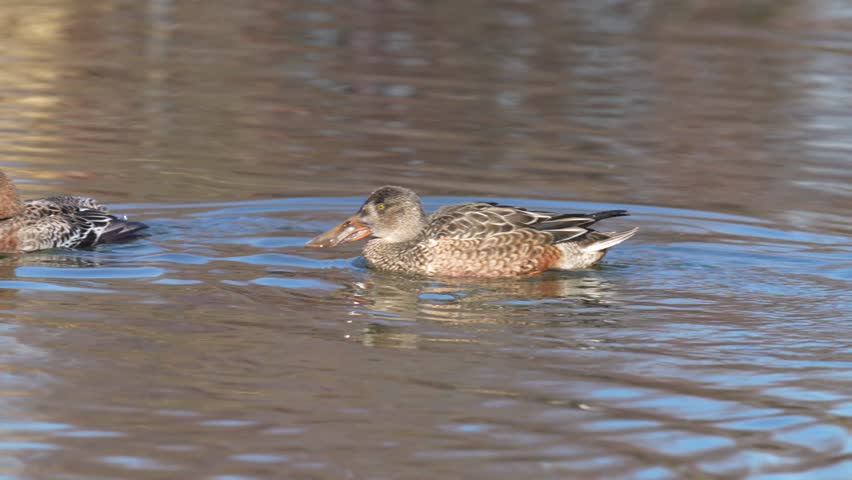 northern shoveler is in a pond
