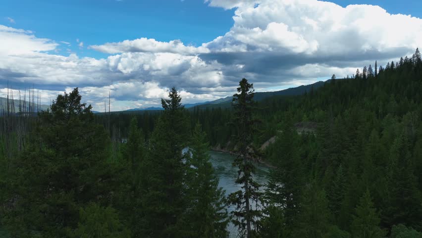 Coniferous Forest With Flowing River Of Flathead Near Glacier National Park In Montana. Aerial Tilt-up