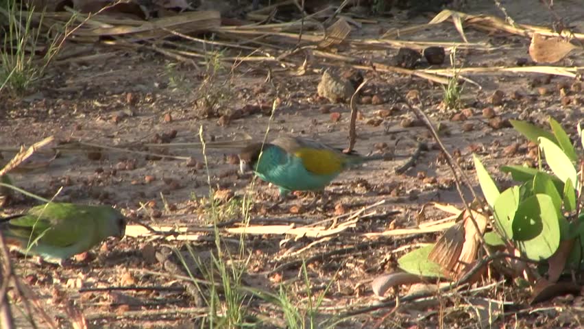 Hooded Parrot male and female feeding on ground