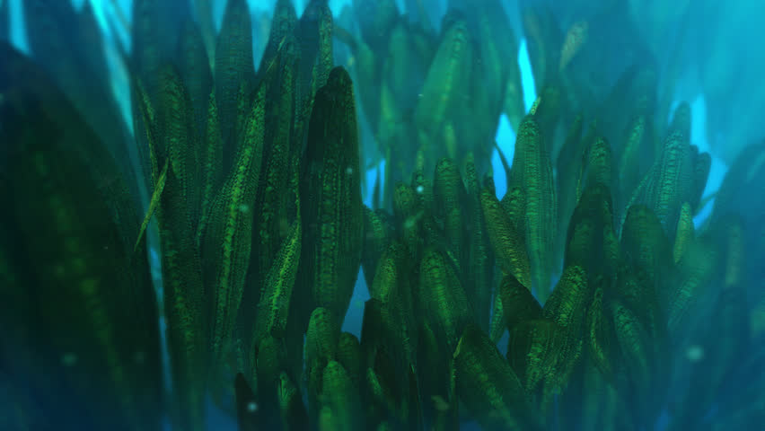 spirulina 3D seaweed algae in sea Royalty-Free Stock Footage #1098140607