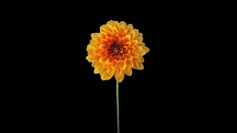 Time-lapse of growing and opening orange dahlia (georgine) flower 7a4 in UHD 4K PNG+ format with ALPHA transparency channel isolated on black background
