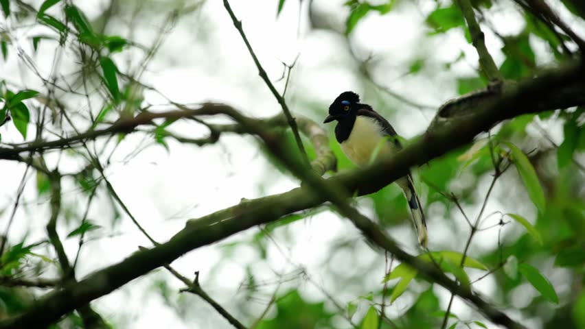 Crested jay on a tree in the forest