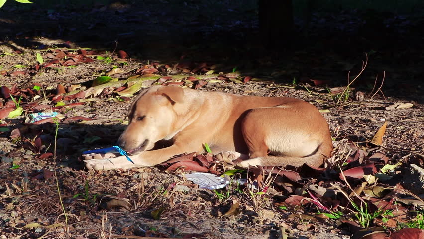 mixed breed dog, brown, being a teenager chewing on plastic Near the mangosteen tree in the garden