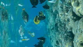 VERTICAL VIDEO, Close-up of a discarded clear plastic bag on tropical coral reef, on the blue water background swims school of tropical fish. underwater shot. Slow motion