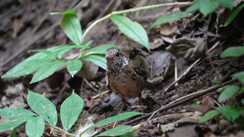 Baby Blue-naped Pitta. Scientific Name : Pitta nipalensis  in the forest of Si Satchanalai Park Sukhothai Province Thailand.