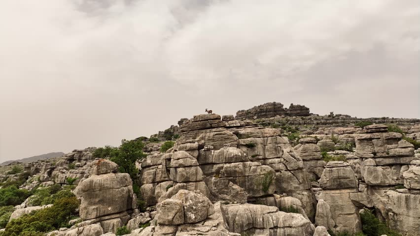 The drone is flying forwards toward a mountain goat who is standing on top a rock in Fuengirola Spain Aerial Drone Footage 4k