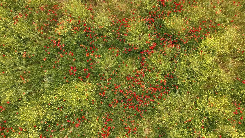 The drone is flying upwards looking down at a field full of poppy flowers rotating in Fuengirola Spain Aerial Drone Footage 4k