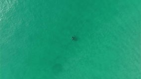 The drone is flying top down looking at two dolphins in Fuengirola Spain Aerial Drone Footage 4k