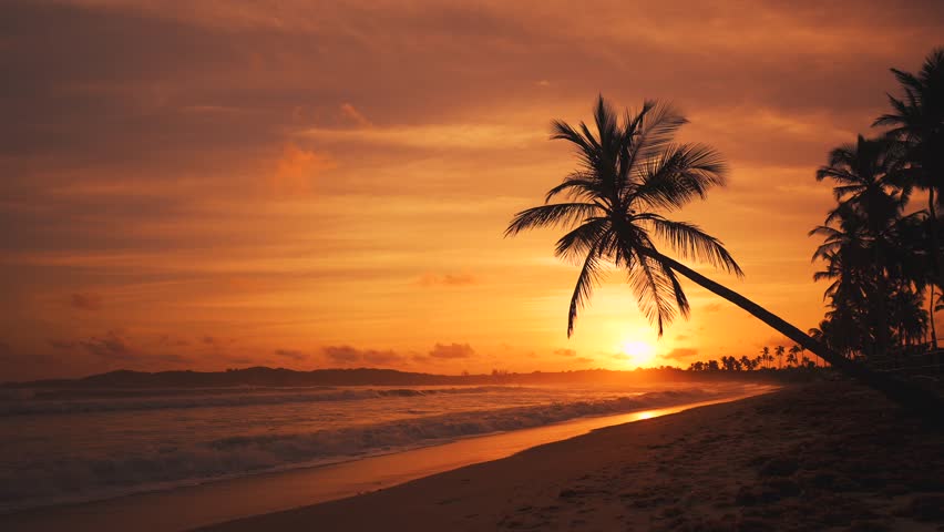 Beautiful golden sunset on a wild tropical beach. The sun sets over horizon, view through the silhouette of palm tree. Large waves in the background Royalty-Free Stock Footage #1098152273